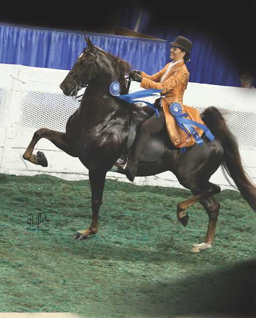 After Cloverleaf Freedom Writer was gelded, he went on to win at Louisville with Alexandra Percoco in 2014.