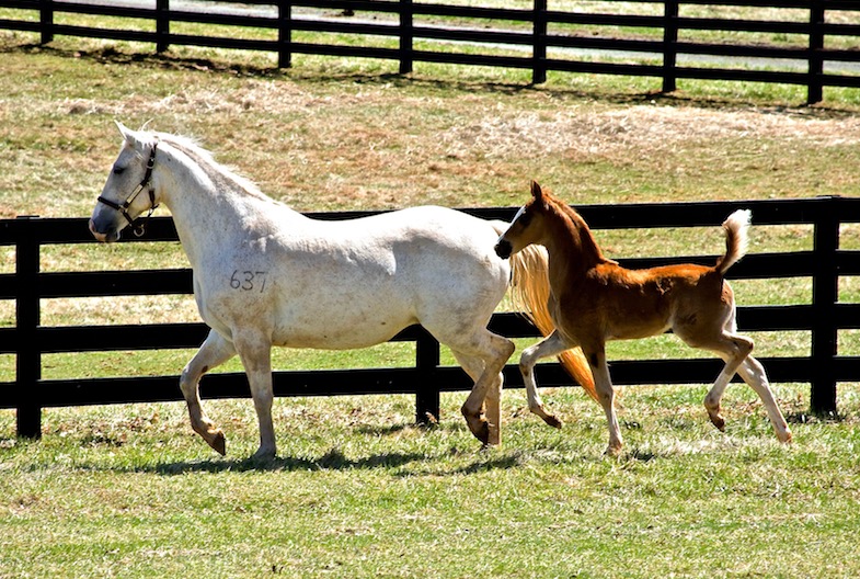 A Saddlebred foal with a recipient mare. Photo courtesy of Equine Medical.