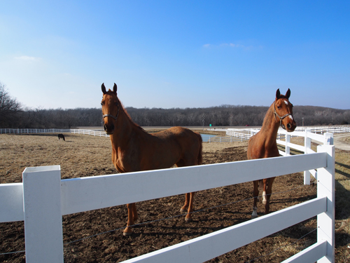 Magical Promises and VHF Belle Epoque enjoying their winter downtime.