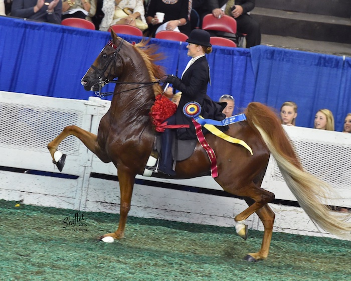 Ali and her partner Memories of Cabo were the 2015 Amateur Five-Gaited World's Champion Of Champions.