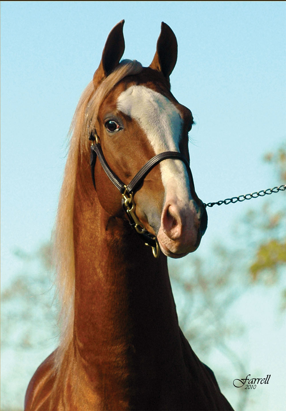 Mr. Las Vegas, one of the many stallions standing at Willowbank.