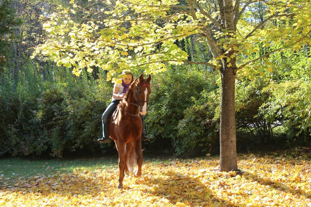 A short trail ride can be a great change of pace for show horses and riders.