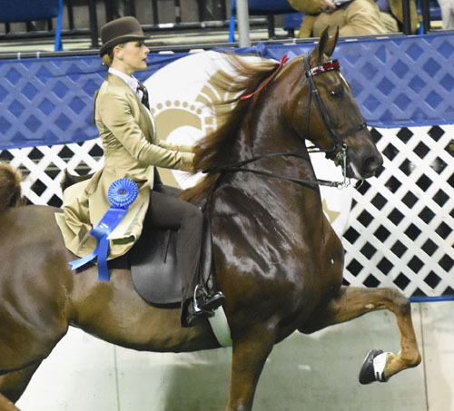 CH Moonlight Memories and McGee Bosworth won both their classes in the Ladies Amateur Five-Gaited division. Photo by Avis.