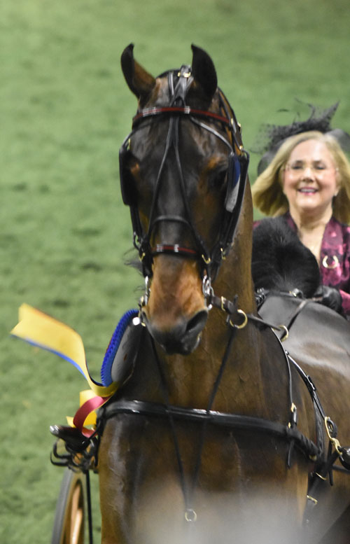 CH Who and Cathy Rogers-Holmes had the winning drive in the Show Pleasure Driving qualifier and championship. Photo by Avis.