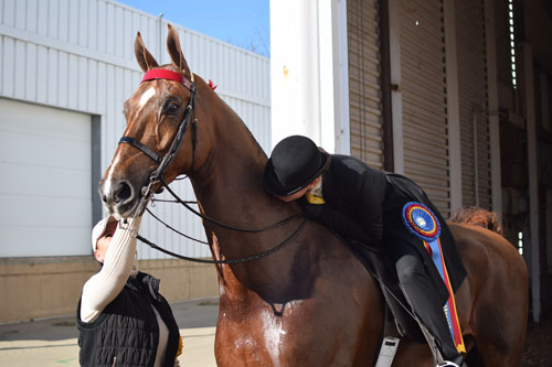 Drew Taylor Hewitt kissed So Swank after winning the Adult Five-Gaited Show Pleasure Championship. This pair won their age group qualifier as well.