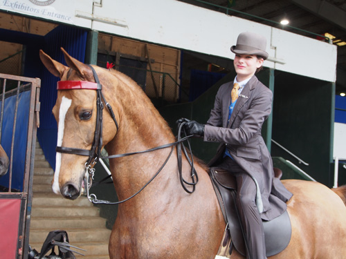 Caroline Henry and her new partner Callaway's Right Trumps Might had a great debut in the Limit Rider Three-Gaited Show Pleasure class.