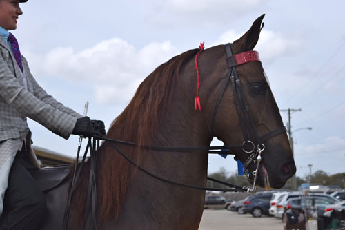 Morgan Mielke rode her new horse Evolution to win both the Junior Exhibitor Show Pleasure qualifier and championship.