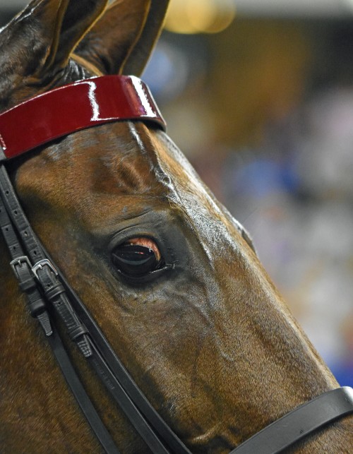 CH Courageous Lord was retired in a beautiful ceremony evening.