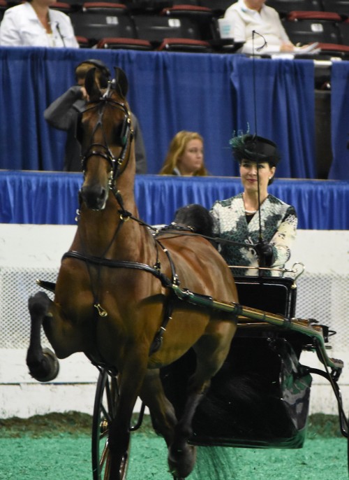 CH Irresistible Design and Elizabeth James Lipscomb had a winning drive in the Adult Show Pleasure Driving Div 1 class.