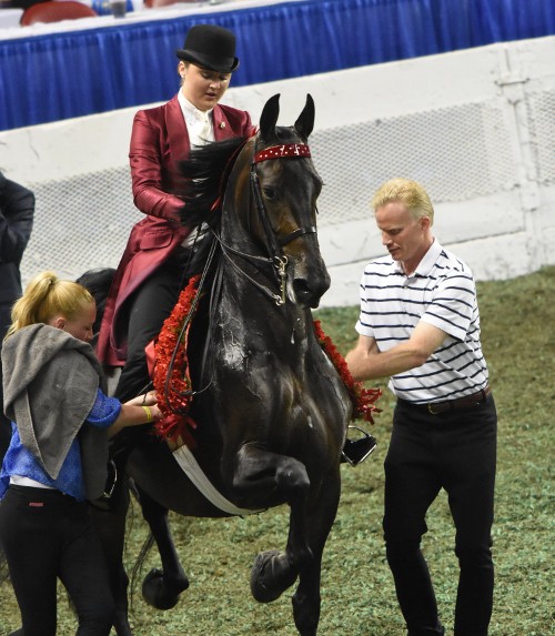 Swing An Singin' and Catherine Wheeler prepare for their victory pass. This pair won both the Junior Exhibitor Three-Gaited Park Div 1 class and the Junior Exhibitor Three-Gaited Park Championship.