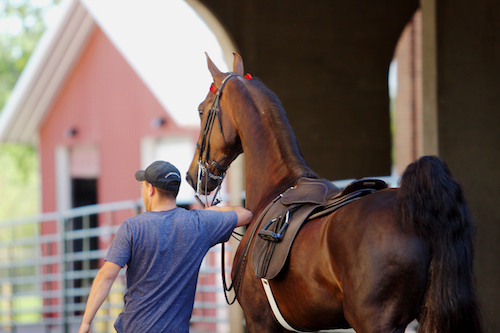 When entering the show ring, tack should be clean and in good condition. Photo by Lauren Gall.