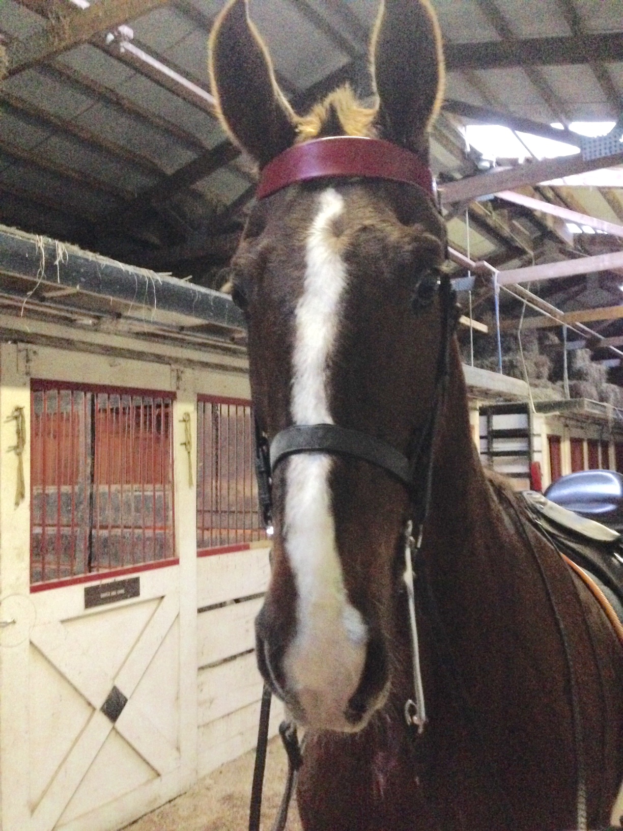 Slider was surprisingly happy in his double bridle.