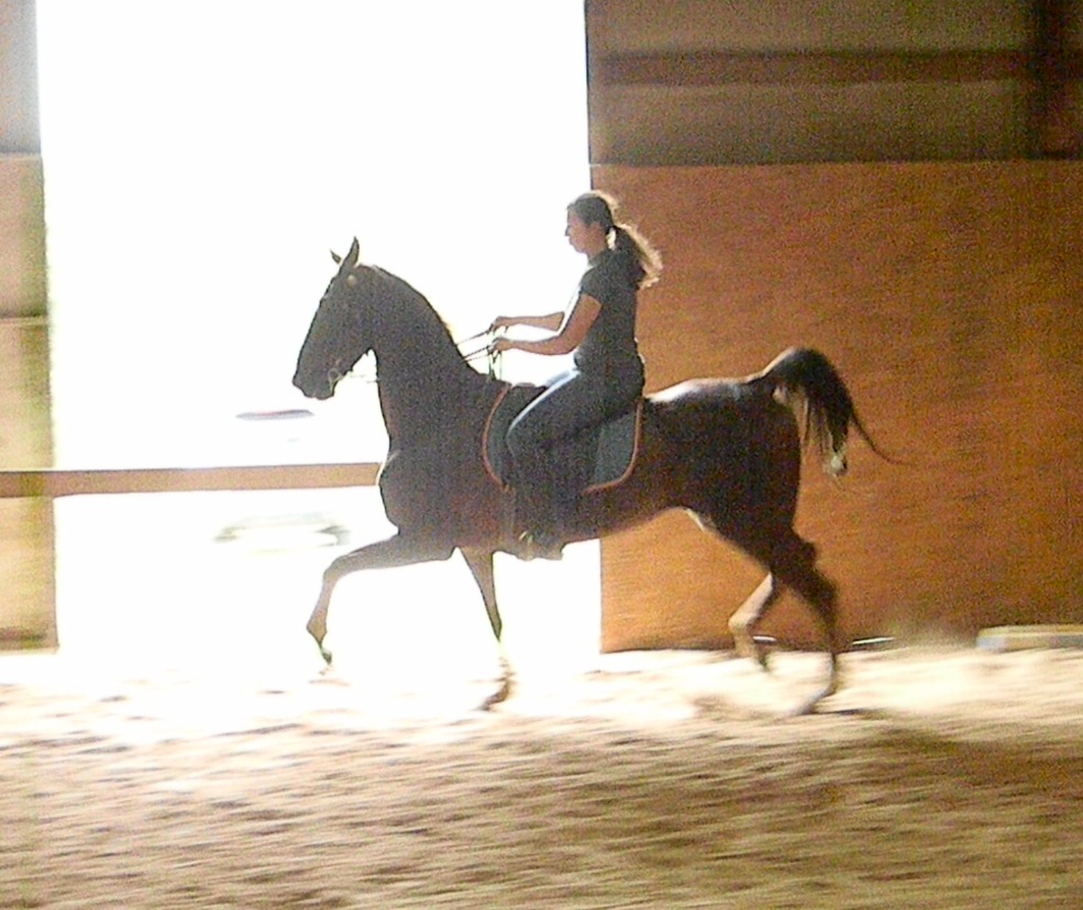 His trot is getting better and better.