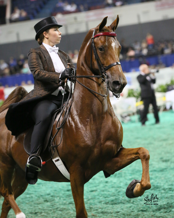 Three-Gaited Amateur Championship Saturday night with Hello Bombshell.